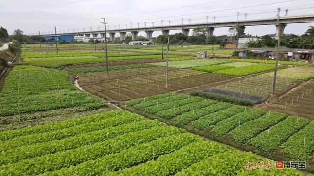 江南区沙井街道金鸡村：蔬菜种植 脱贫致富的“绿色银行”