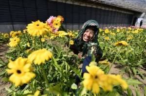 河北省花卉种植基地(河北丰南：苗木花卉产业催开“美丽经济”)