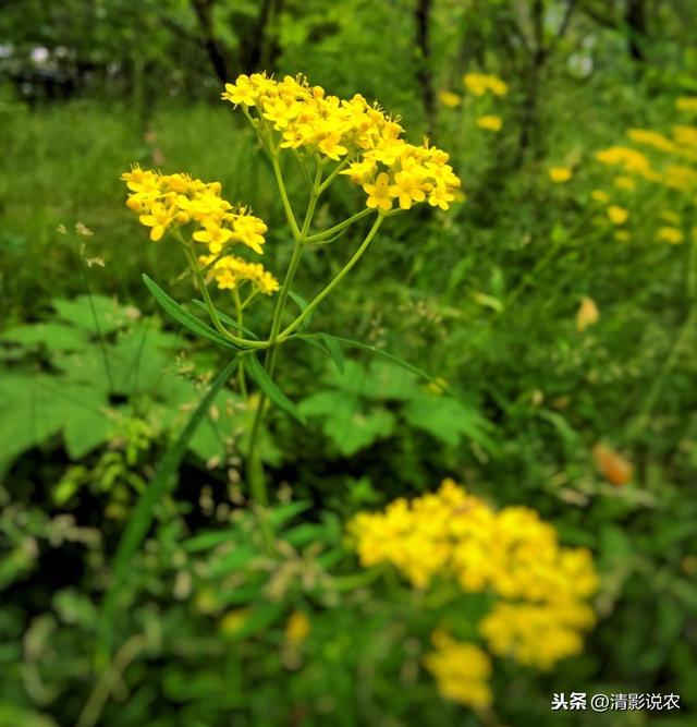 如何种植柴胡，才能高产丰收，因地制宜，选择种植环境很重要