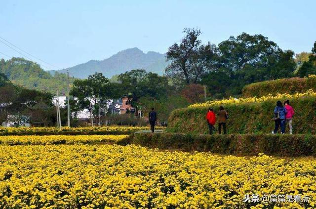 晓起皇菊香飘万里