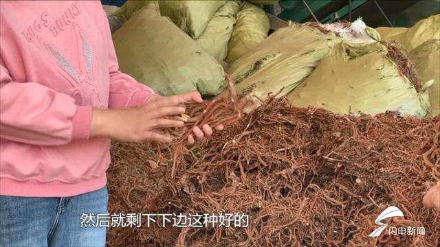 问政山东｜中药材生产基地“一等品质三流价格” 日照市：以龙头企业带动区域品牌 让种植户增产又增收