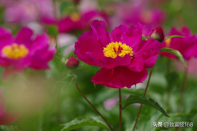 赤芍种子育苗种植技术