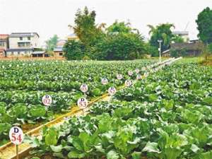 四川 生姜 种植(潼南区：着力构建三位一体耕地保护新格局)