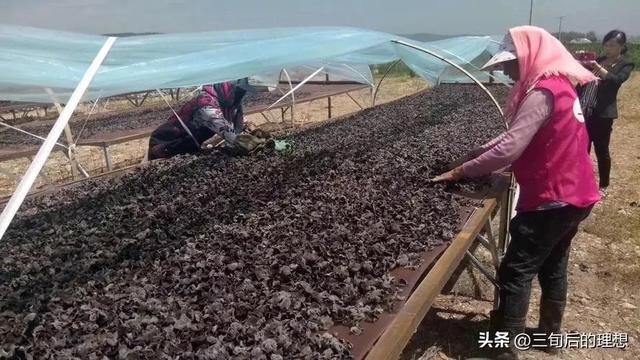 木耳怎么种植？通过这9个方面的学习让木耳种植不再困难