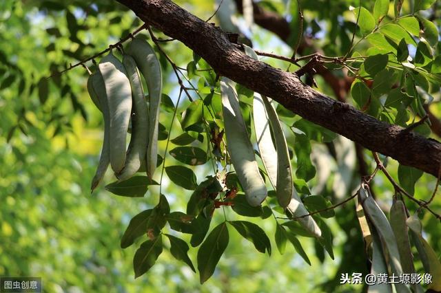 几年前推广栽植的皂角树，如今成为“鸡肋”，农民处于两难境地