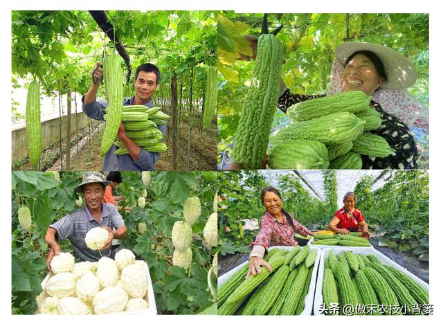 高产苦瓜有哪些种植管理技巧？注意5大方面