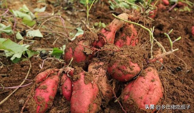 红薯种植要得法，跟着我这么做，红薯高产其实很简单