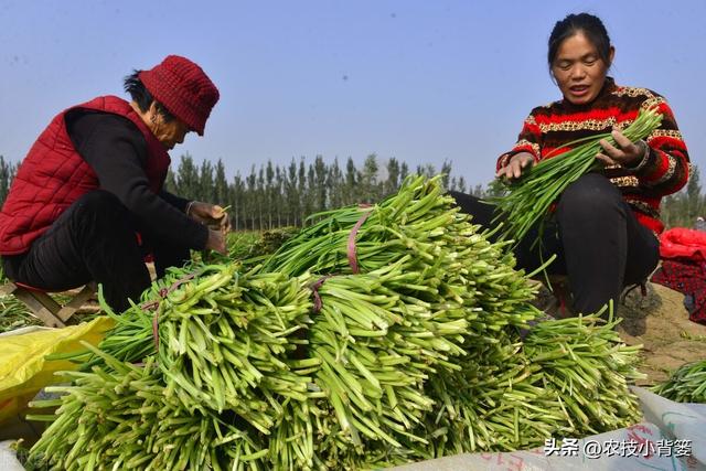 韭菜种植：播种移栽和挖根翻栽哪个方法好？各有哪些种植技巧？