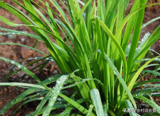 韭菜、小葱这样种植和管理，叶子黑绿，越长越粗壮、越茂盛