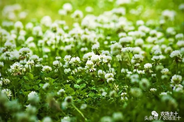 十种优质牧草及其栽培技术  一