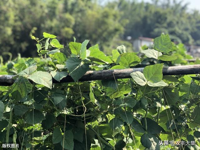 豇豆露地栽培技术，掌握高产栽培技术，管理轻松产量高