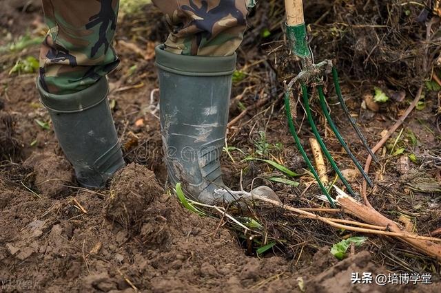 孙培博：果园土壤、水肥管理的哪些坑，你踩过多少？（一）