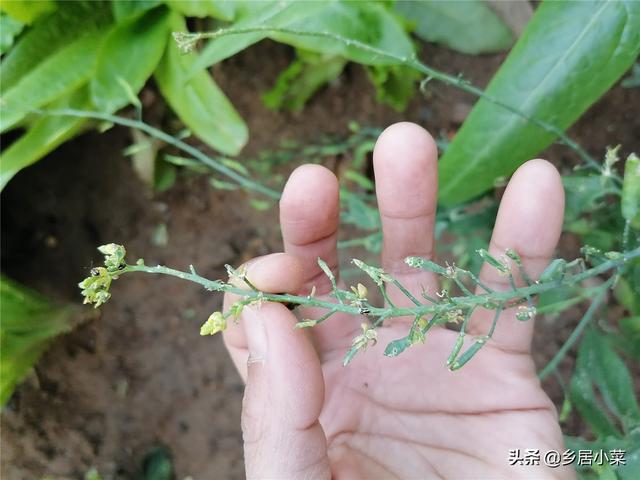 叶菜现花蕾要开花，怎么自留菜种？选好留种植株后再针对加强管理