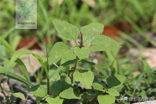 一篇认全北方常见野菜