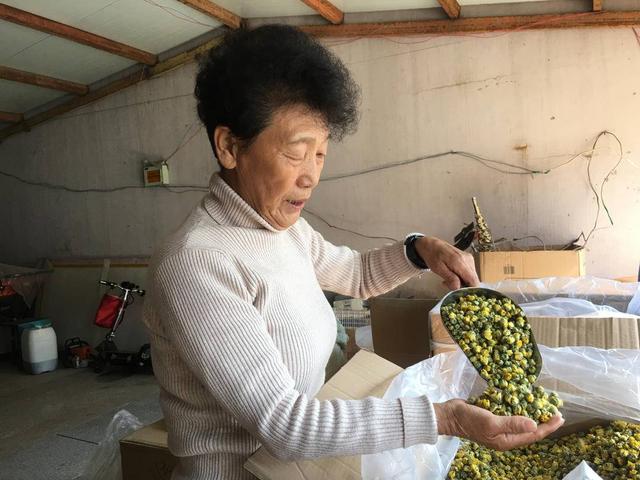 铁岭县小红石村：菊花香飘，助农增收