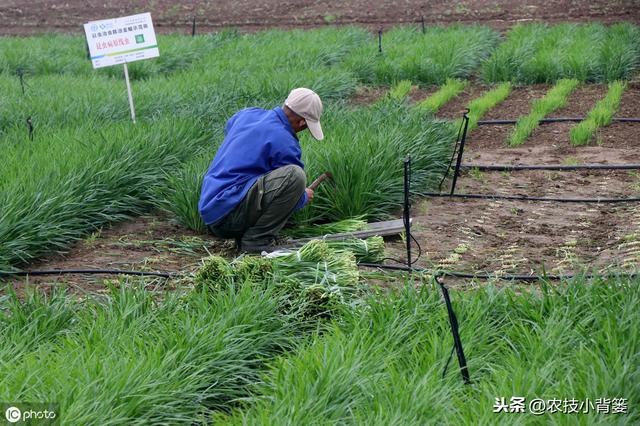 韭菜种植做好这五点，苗株根系发达、叶片肥大，产量品质有保证