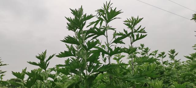 关于艾草的人工种植首先要满足哪些条件，今天免费分享给大家