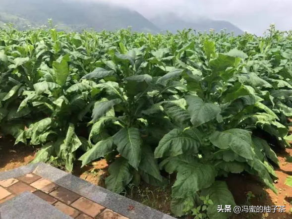 在烟叶种植过程中，土壤以及气候条件提高后，能否提高烟叶质量？