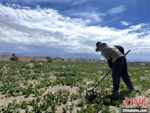 中药种植地在哪里(青海格尔木中药材种植“开辟”致富新路径)