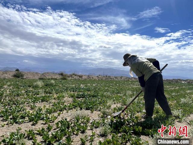 青海格尔木中药材种植“开辟”致富新路径