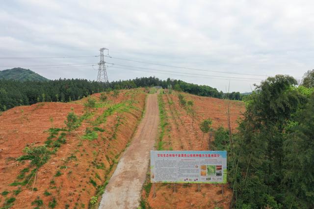 江西东乡：种植薄壳山核桃示范林 构建现代农业产业综合体