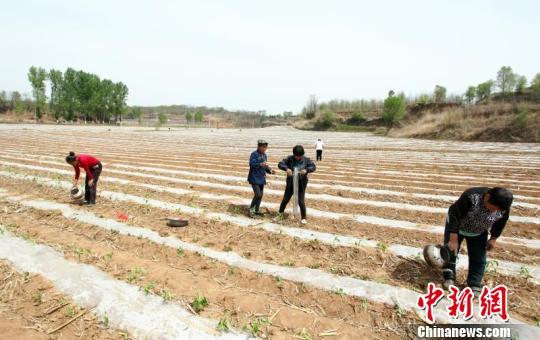 一个贫困县的万亩辣椒种植脱贫致富之路