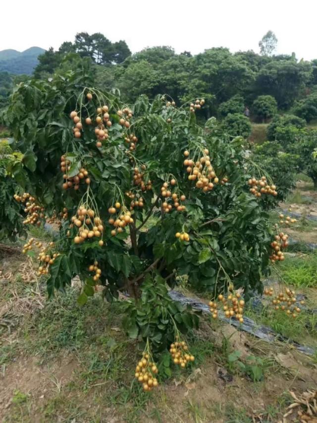 香蜜黑黄皮水果苗种植技术品种特点长琦果苗出品