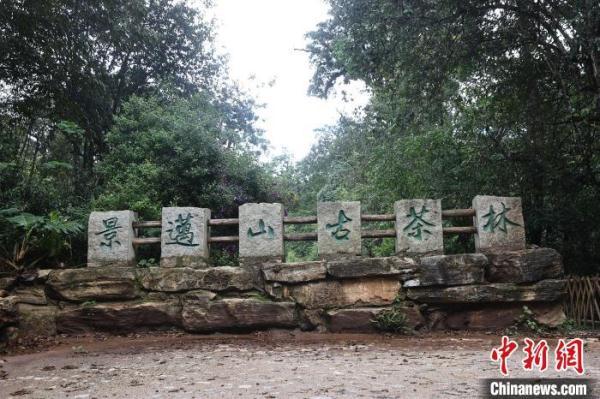 普洱景迈山古茶林文化景观诠释智慧生态古茶林