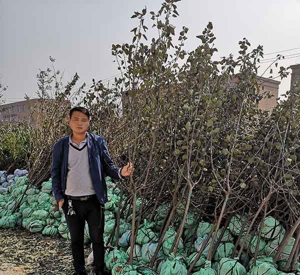 诱人品种，树苗栽植要点