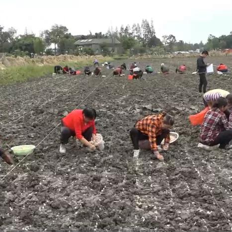 “西部蒜乡”有点忙，明年3-5月收蒜苔、种蒜了