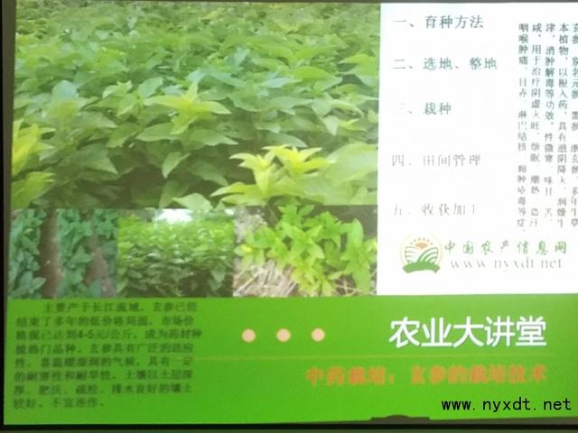 中药栽培：玄参的栽培及加工技术