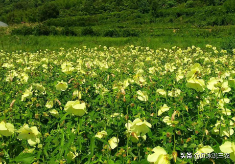 啤酒花栽培分雌雄，教你栽培要诀，增加商业价值