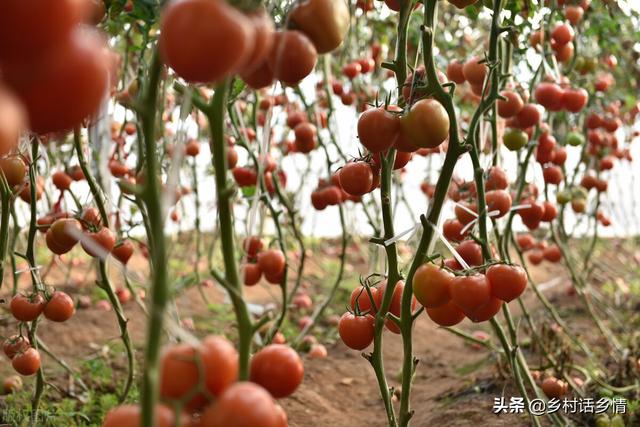 无论种植哪一种蔬菜，老农教你三个看家本领，种啥都长得好