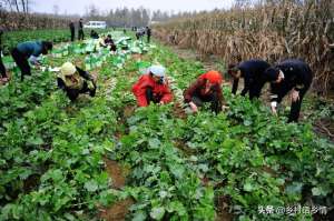 小红萝卜种植技术(种植萝卜、胡萝卜把好四关，根茎长得大还光滑，口感好又丰产)