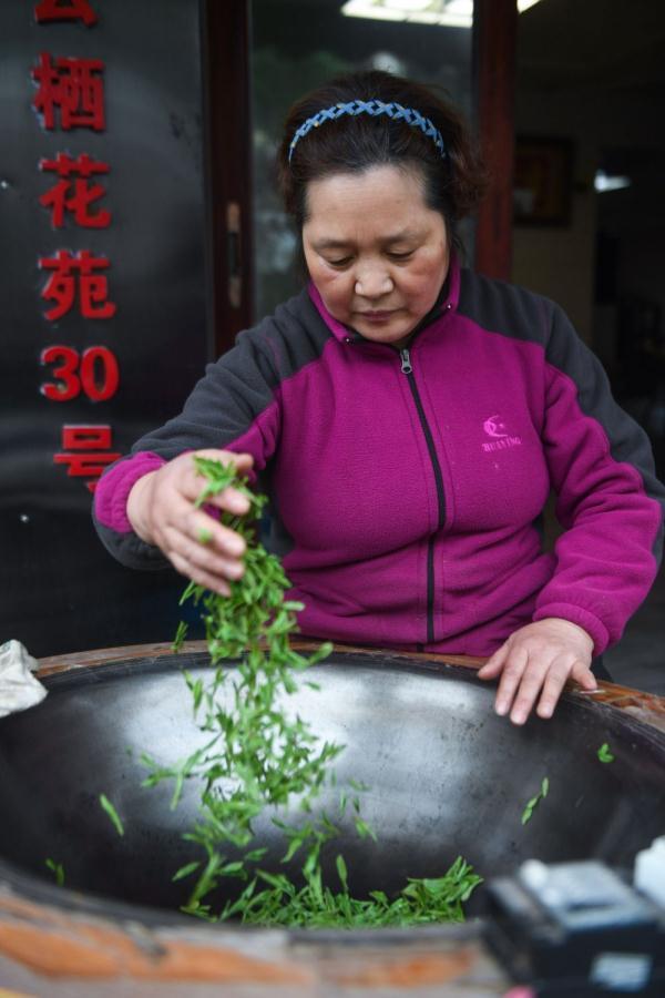 西湖龙井“明前茶”开采