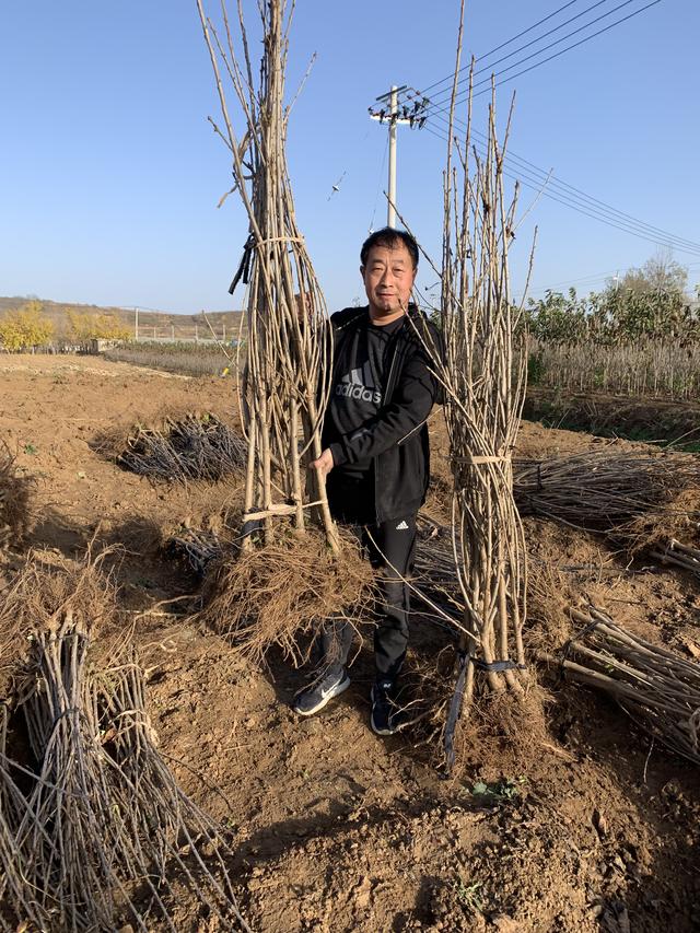 如何正确种植大樱桃