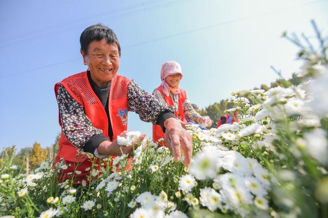 村村有好戏∣ 济宁任城区郗庄村：种植中药材 致富有“良方”