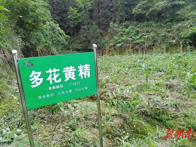 中药材种植面积达8000余亩，吸引6家企业入驻,会同这个乡是怎么做到的？