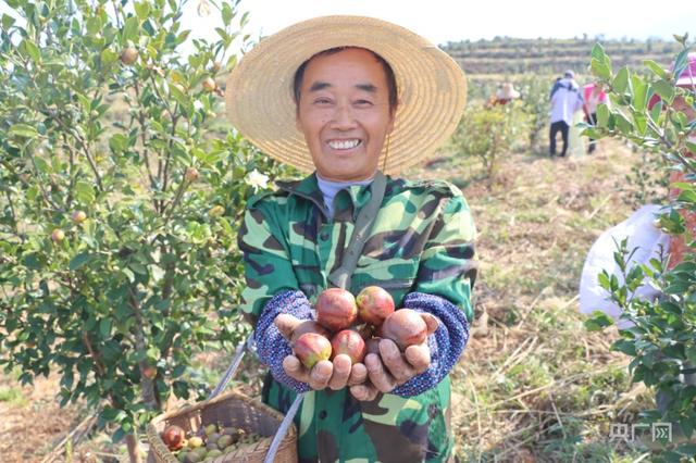 【丰收进行时】花果同期！油茶进入采摘季