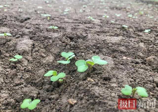 悠悠夏枯草，株株系真情——江陵县80后村干部试种中草药为村民蹚出致富路