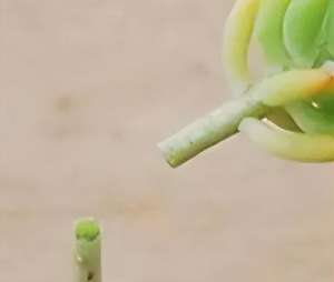 肉肉种植视频教程(多肉的种植技术-繁殖及存活年龄)