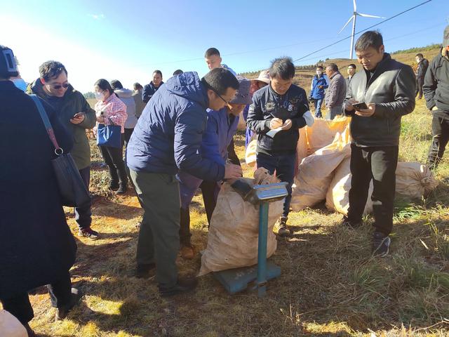 “亩产万金”这味中药材品种在昆明强势崛起