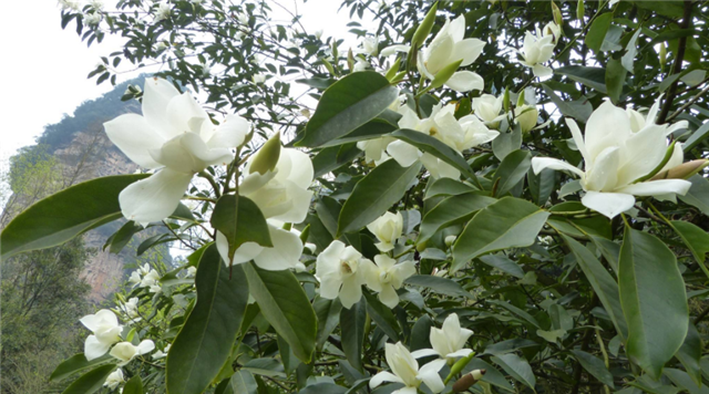 白兰花如何种植，养护白兰花要用这个土，能够开得更加旺盛