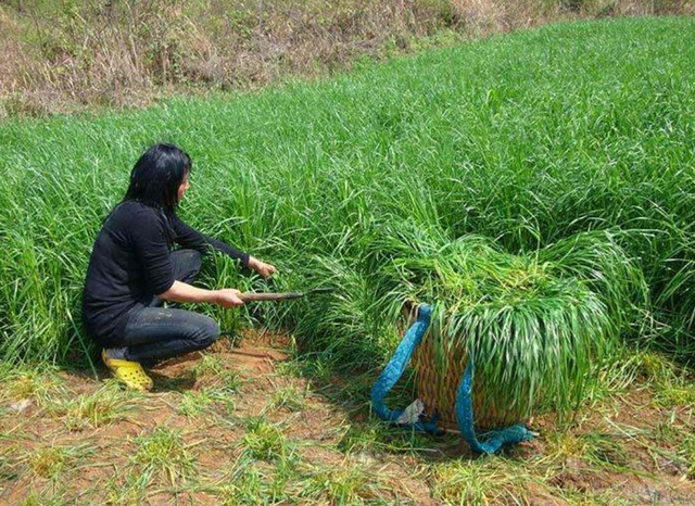 用途广泛，一次种植，多次收益的优质牧草-多年生黑麦草