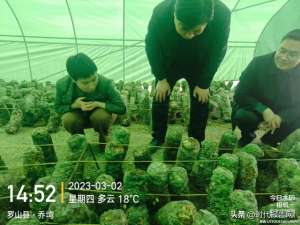 香菇种植的可行性报告(罗山县子路镇：小小香菇撑起乡村振兴“致富伞”)