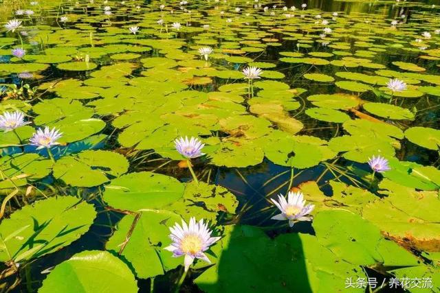 9种养在水中很难养死的水生植物，还能开出精致的花朵