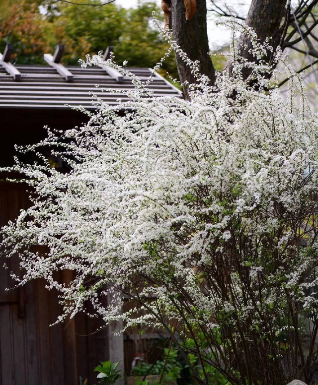 10种花草，漂亮又耐寒，高低错落，适合北方小院