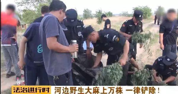 野生大麻惊现北京丰台永定河边 4万多株已斩草除根