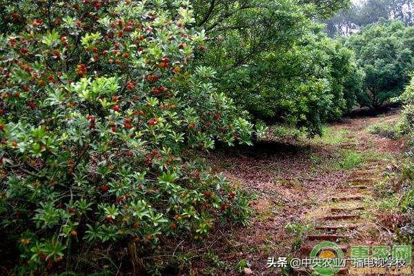 3月可以种什么水果？三月份果树种植管理指南