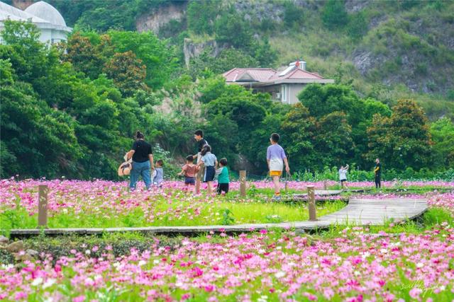 高颜值花海上新！大片波斯菊花海来袭，送你初夏第一场浪漫~